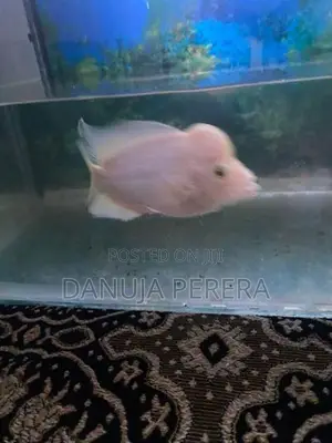 Flowerhorn