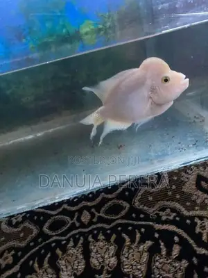Flowerhorn