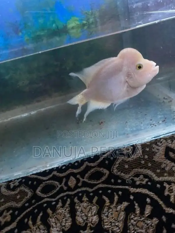 Flowerhorn