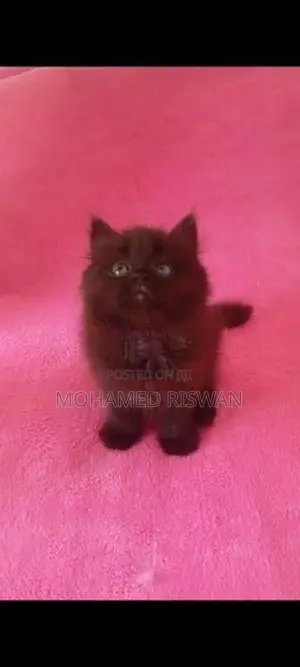 Piyo Baby Persian