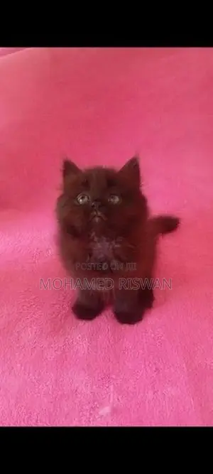 Piyo Baby Persian