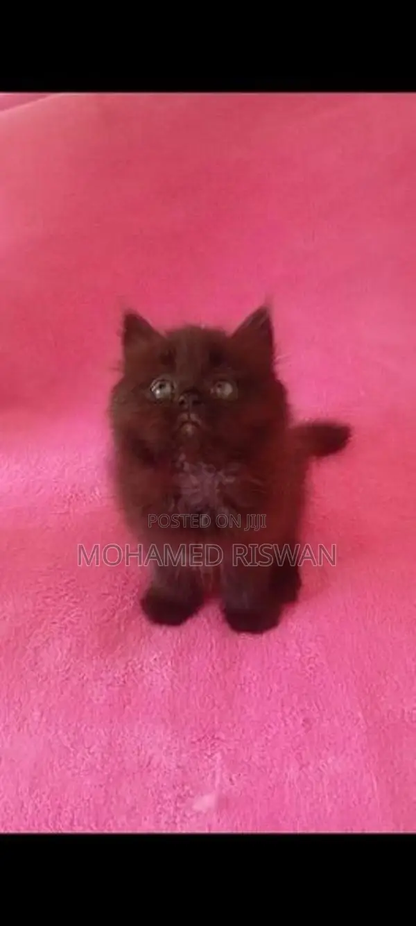 Piyo Baby Persian
