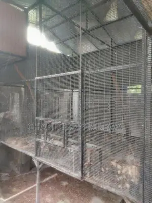 Bird Cages