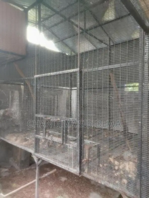 Bird Cages