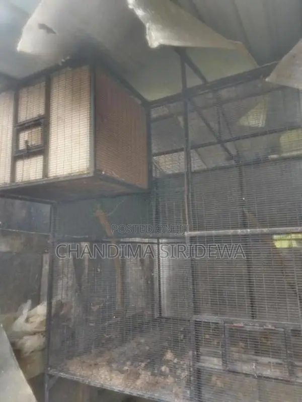 Bird Cages