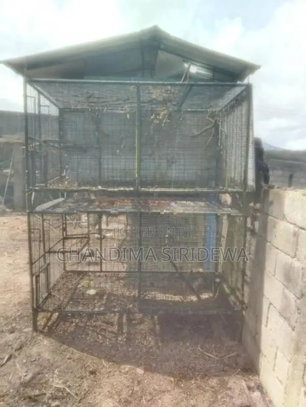 Bird Cages