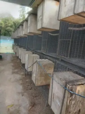 Bird Cages