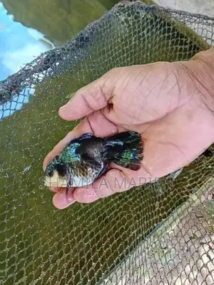 Panda Gold Fish