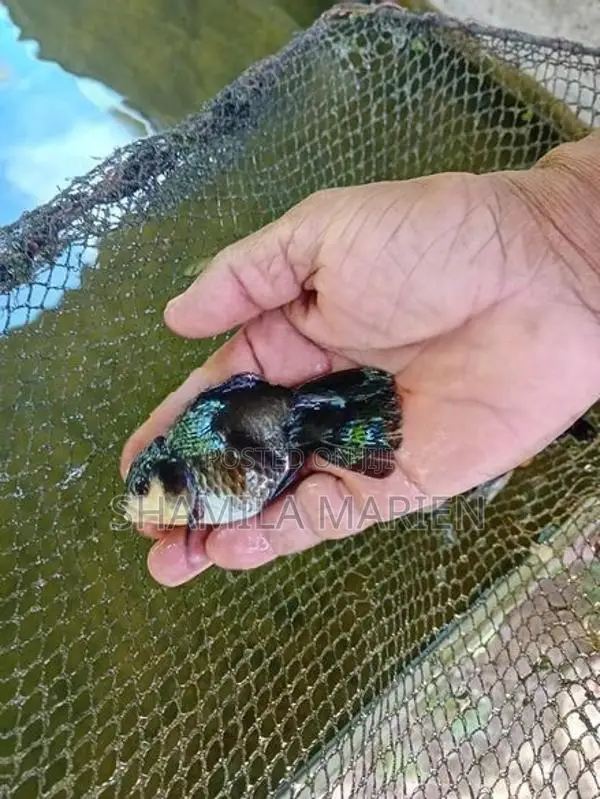 Panda Gold Fish