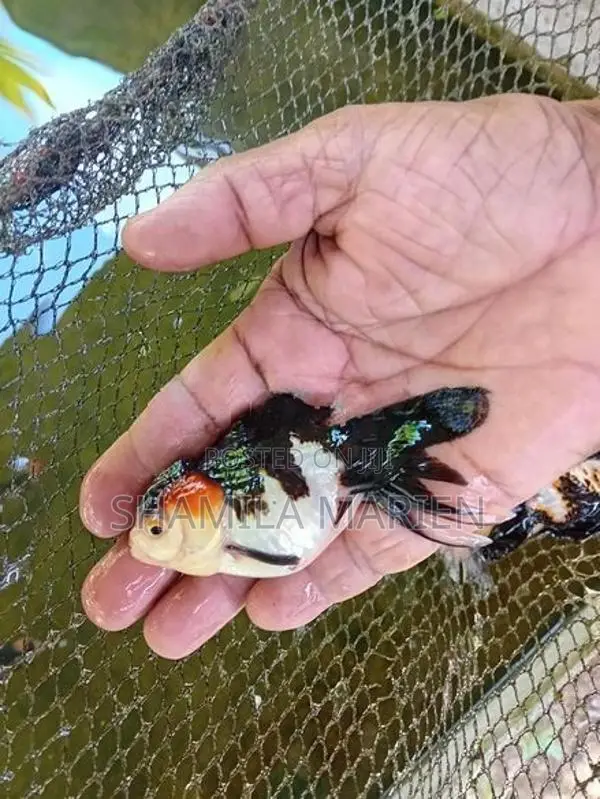 Panda Gold Fish