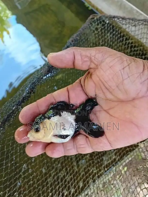 Panda Gold Fish