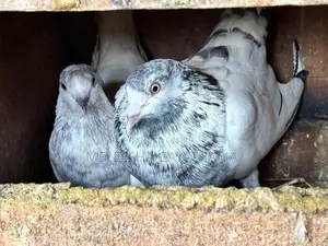 Times Pigeon