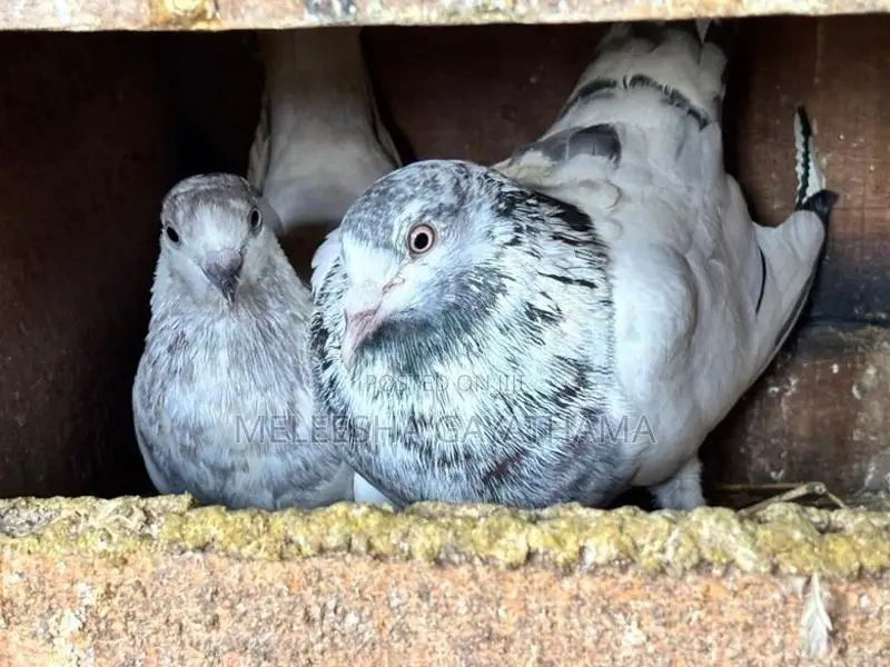 Times Pigeon