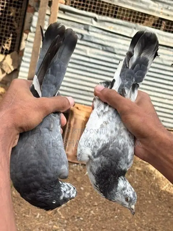 Times Pigeon