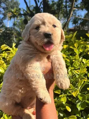 Golden Retriever Puppy