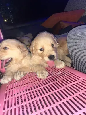 Golden Retriever Puppy