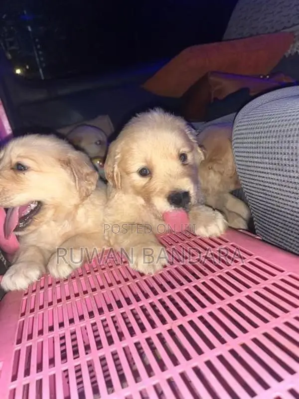 Golden Retriever Puppy
