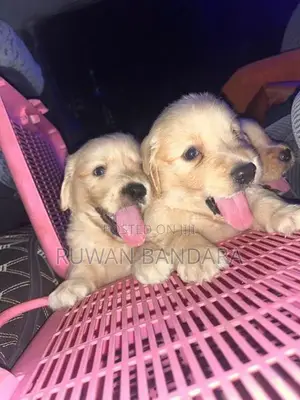 Golden Retriever Puppy