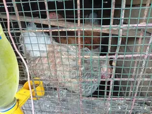 BRAHMA HENS With ROOSTER