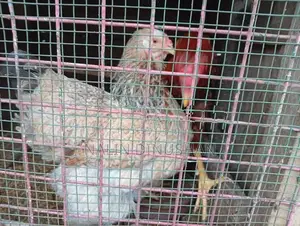 BRAHMA HENS With ROOSTER
