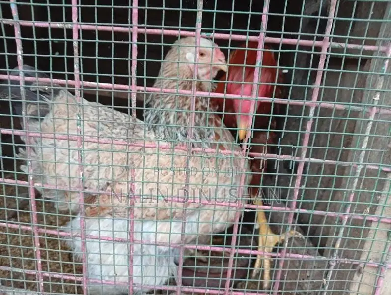 BRAHMA HENS With ROOSTER