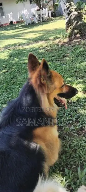 Lion German Shepard Male Dog (Stud ) Crossing