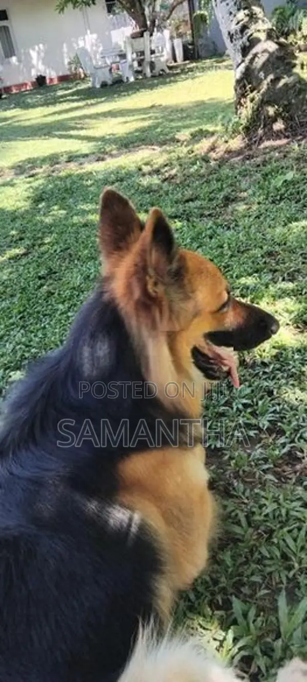 Lion German Shepard Male Dog (Stud ) Crossing
