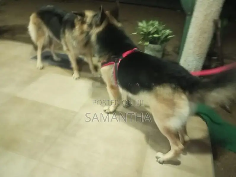 Lion German Shepard Male Dog (Stud ) Crossing