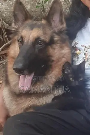 Lion German Shepard Male Dog (Stud ) Crossing