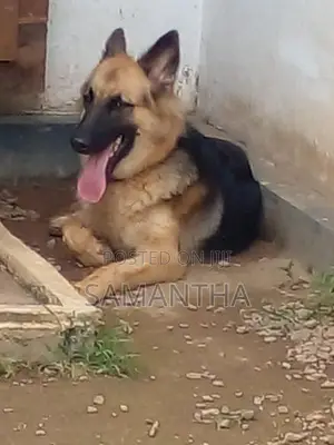 Lion German Shepard Male Dog (Stud ) Crossing