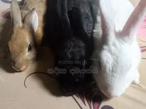 හාවන් 3දෙනෙක රුපියල් 3500