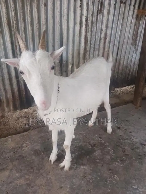 Farm Goat