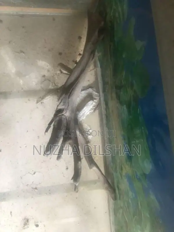Fish Tank