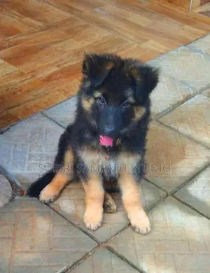 Germen Shepperd Puppies