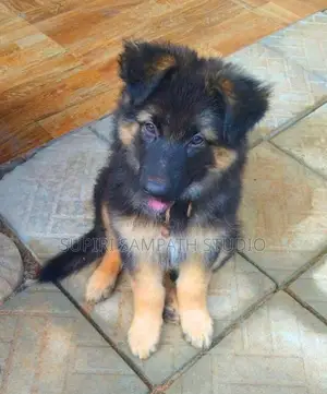 Germen Shepperd Puppies