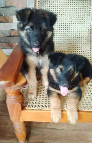 Germen Shepperd Puppies