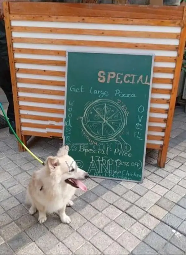 Pomanerian Dogs