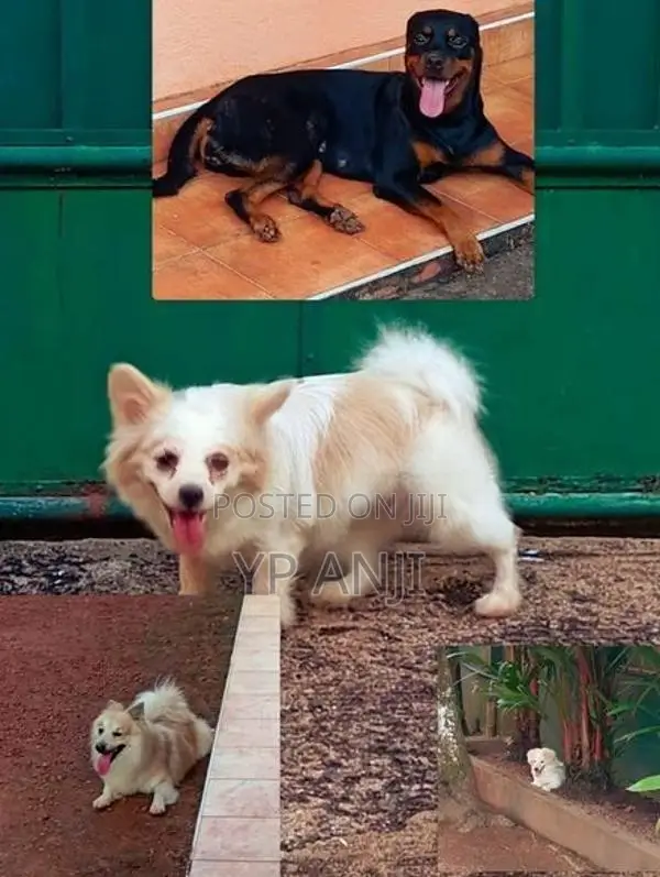 Pomanerian Dogs