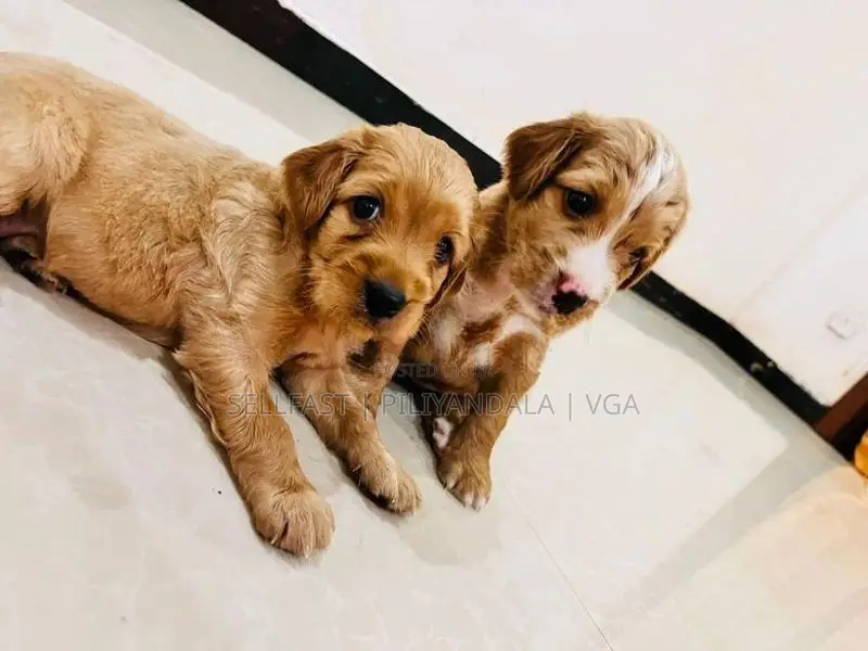 Puppies for Sale