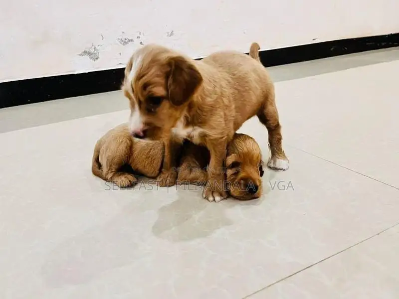 Puppies for Sale