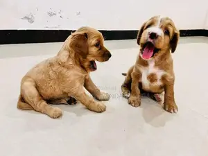 Puppies for Sale