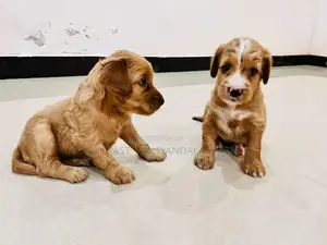 Puppies for Sale