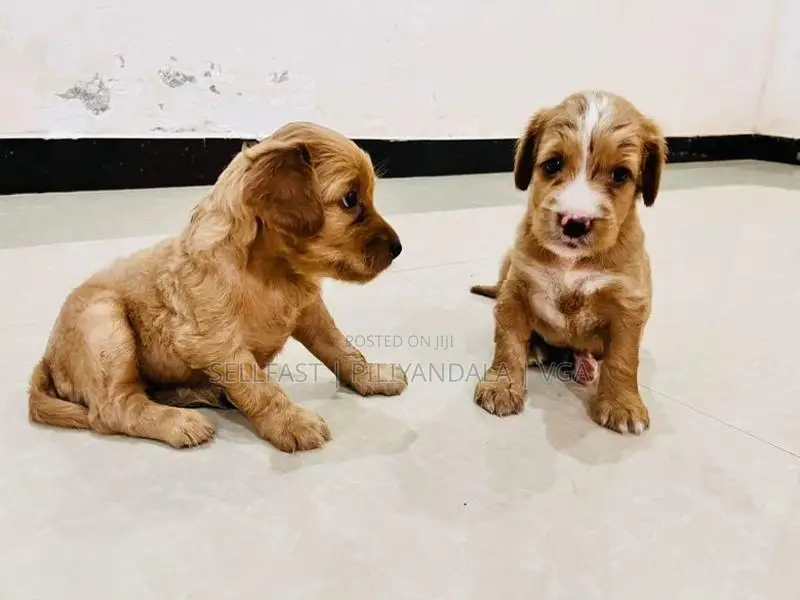 Puppies for Sale