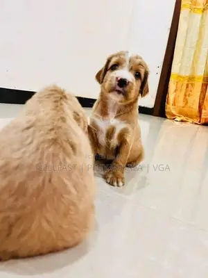 Puppies for Sale