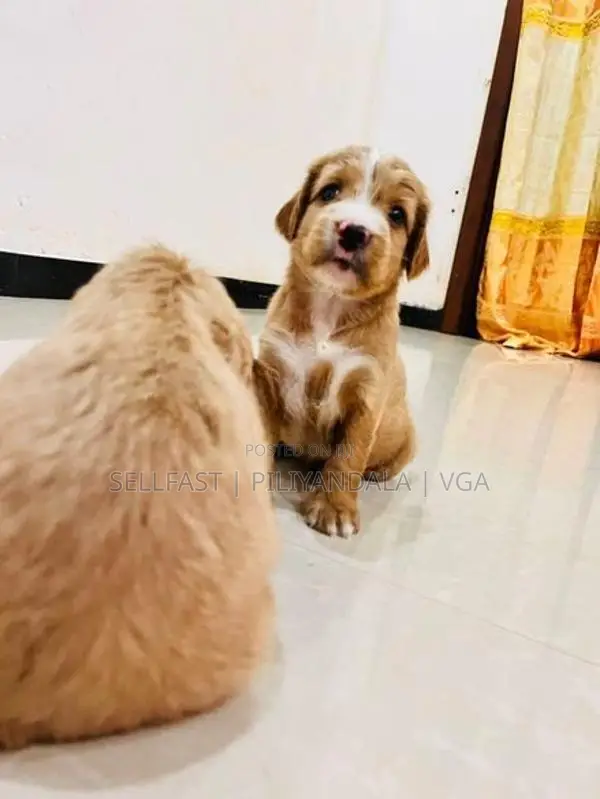 Puppies for Sale