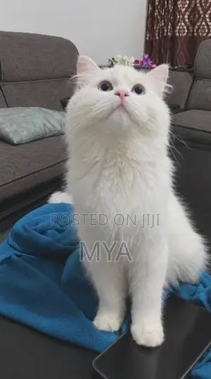 Cat Persian