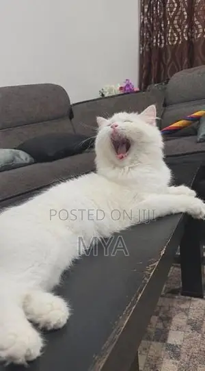 Cat Persian