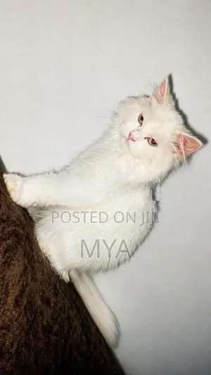 Cat Persian