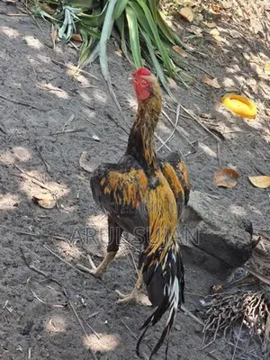 Long Tail Aseel Rooster