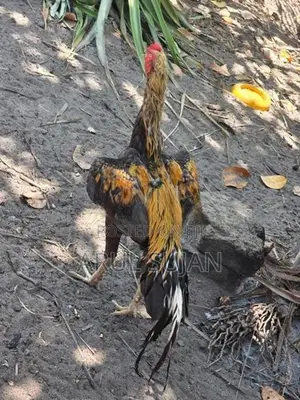 Long Tail Aseel Rooster